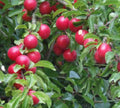 Cherry Plum Tree Seedling - Unique Sweet-Tart Plums - Prunus cerasifera - Live Dormant Plant (No Shipments to CA or HI)