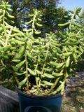 Sedum Plant Starter - Sedum Salsa - Drought Tolerant - Low Maintenance - Indoor/Outdoor - Freshly Dug Roots