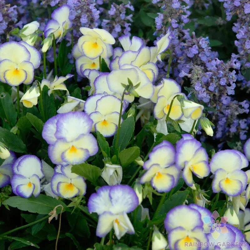 Etain Pansy Seeds - Viola Variety for Garden Planting - USA Grown