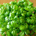 Basil Seeds Genovese Sweet Large Leaves Non-GMO 500 Seeds for Pesto - Ocimum basilicum