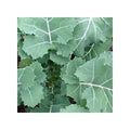 Premier Kale Seeds - 2,000 Count, Early Hanover Non-GMO Heirloom, Brassica oleracea var. sabellica