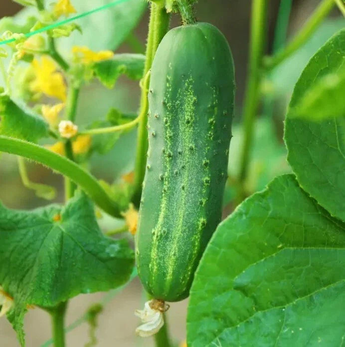 Cucumber Plants Live - 3 Plants in 1 Pot, 3-5" Tall - Cucumis sativus