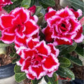 Desert Rose Adenium Obesum Small Rooted Seedling Plant - 4-6 Inches - Unique Succulent Variety