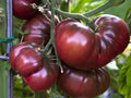 Organic Black Brandywine Tomato Seeds - 50+ Heirloom Seeds for Summer Garden & Container Planting (Solanum lycopersicum)