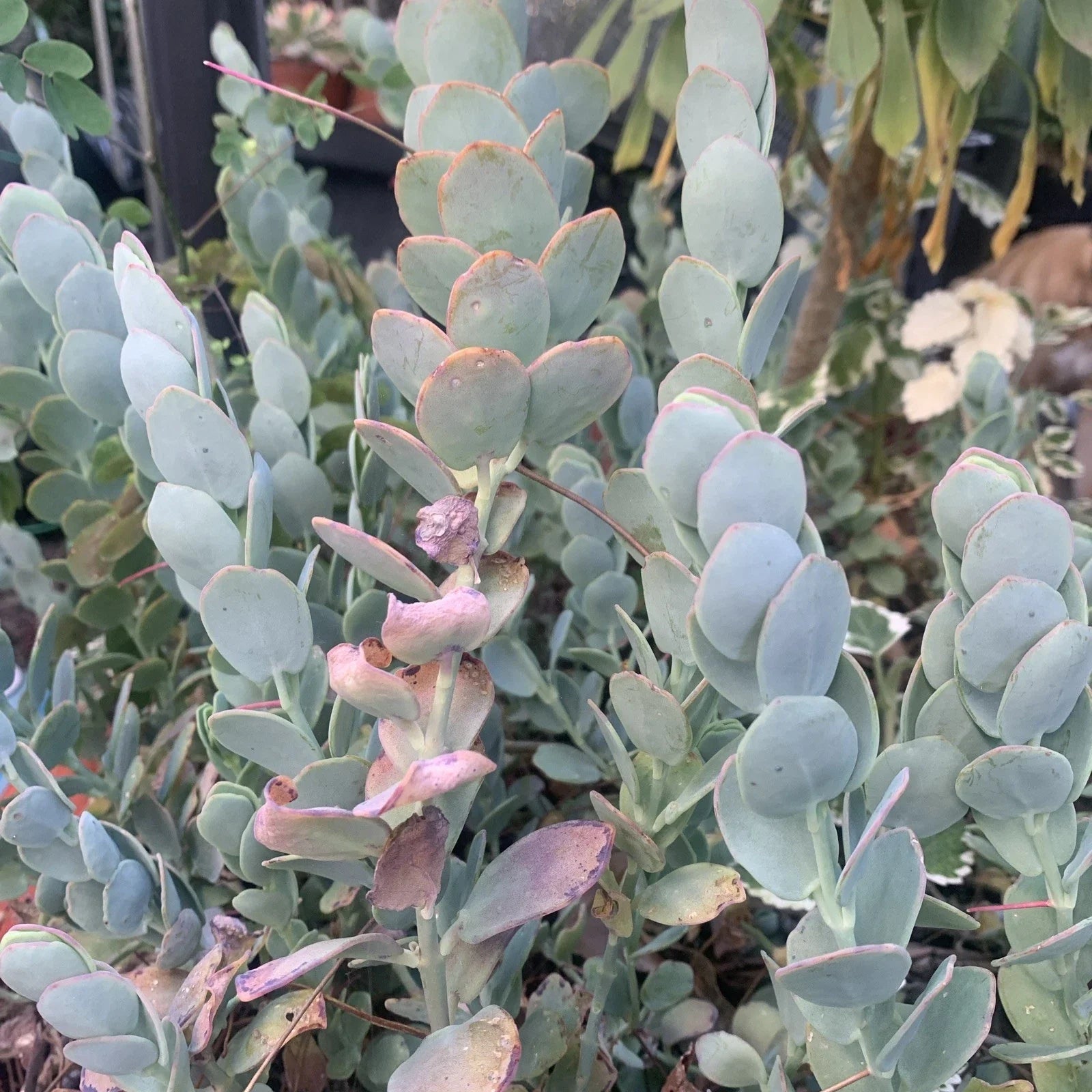 Kalanchoe Marnieriana Cuttings - 3 Pieces - Succulent Plant Clippings for Propagation - Decorative Indoor Plant