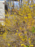 Forsythia Cuttings, 8 Unrooted Cuttings, Perennial Shrub, Forsythia x intermedia