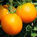 Garden Peach Tomato Seeds - 50 Heirloom Non-GMO Seeds - Low Acid Variety - Solanum lycopersicum 'Cocona'