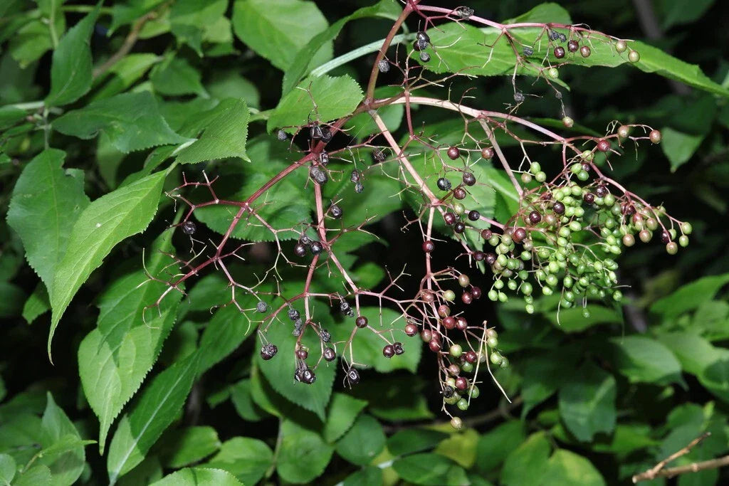 Elderberry Seeds - Black Elderberry - Sambucus Nigra - Non-GMO, Heirloom Variety, Free Shipping