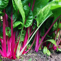 Flamingo Swiss Chard Seeds, NON-GMO, Colorful Salad Greens, Beta vulgaris subsp. cicla, Free Shipping