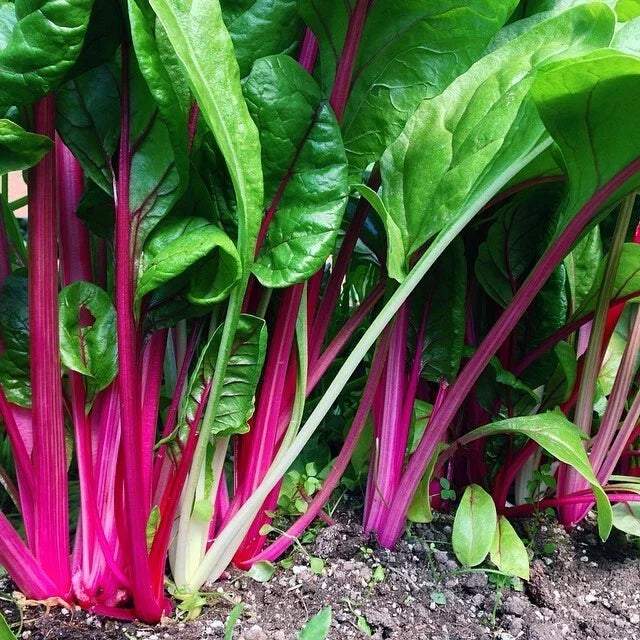 Flamingo Swiss Chard Seeds, NON-GMO, Colorful Salad Greens, Beta vulgaris subsp. cicla, Free Shipping