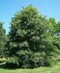 Pin Oak Tree Seeds - 50 Count - Quercus palustris - Native Hardwood, Fast-Growing, Shade Tree Seeds for Planting