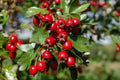 Hawthorn Live Plant - Rooted 4" Pot - Crataegus Monogyna - Hardy Shrub for Landscaping and Gardens