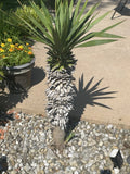 Yucca Pups Bare Root Plant - Hardy Succulent Variety - Perfect for Indoor/Outdoor Gardens - Yucca filamentosa