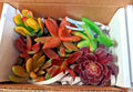 Succulent Cuttings 12 pcs Red Pink Orange Variety 6 Species Mix