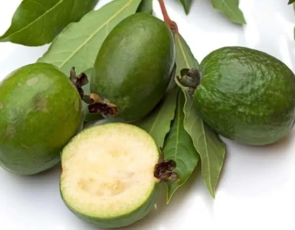 Pineapple Guava Seeds - 30 Count - Tropical Fruit - Acca sellowiana for Planting