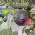 Petite Negri Fig Cuttings, 2 Cuttings, Dwarf Fig Tree, Ficus carica, Zone 8 to 10 Gardening