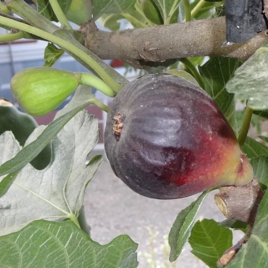 Petite Negri Fig Cuttings, 2 Cuttings, Dwarf Fig Tree, Ficus carica, Zone 8 to 10 Gardening