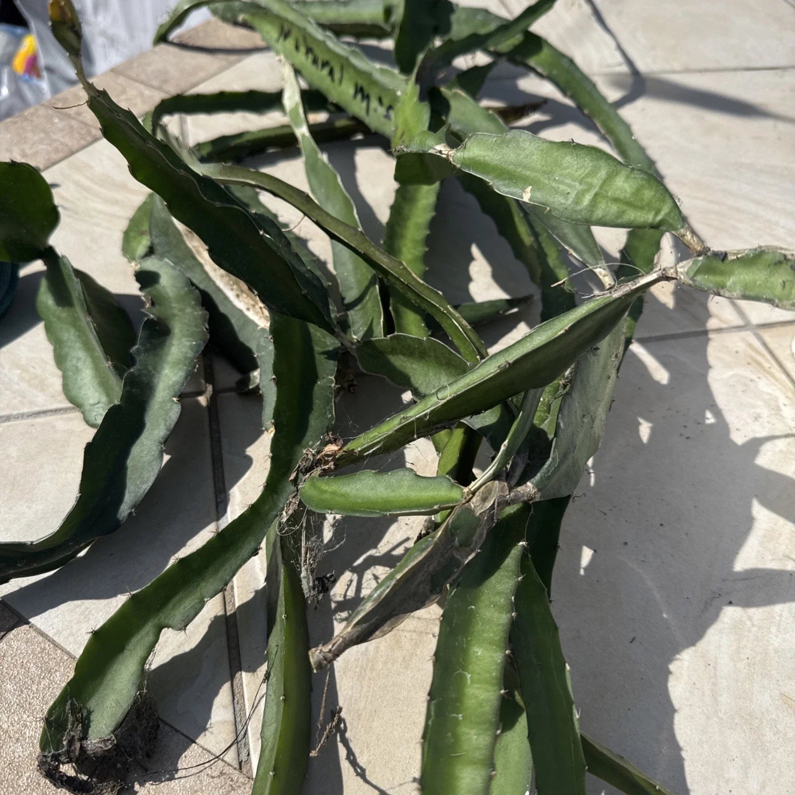 Dragon Fruit Cuttings Box - 8-14 Inches Long, Colorful Varieties - Hylocereus spp.