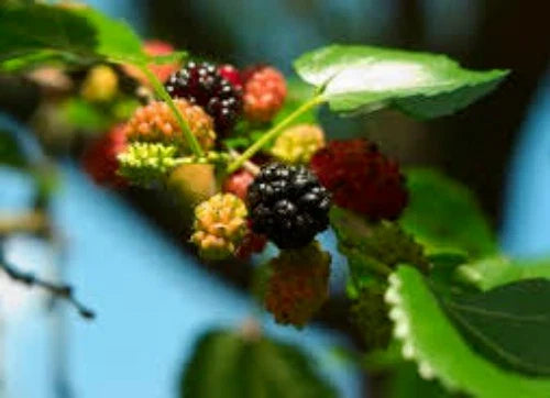 Mulberry Seeds, 50 Seeds, Black, Organic, Fresh, Medicinal Herb, Morus nigra