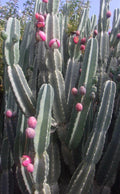 Night Blooming Cactus Cutting 24 Inches Long - Freshly Cut, Edible Fruit - Hylocereus undatus