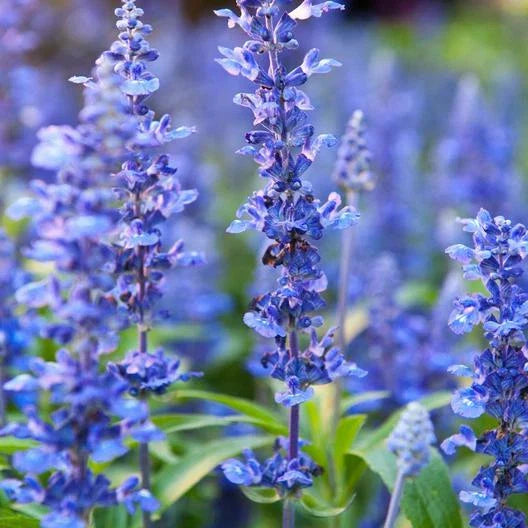 Hyssop Seeds 200 Count | Perennial Hummingbird Plant | Medicinal Herb | Non-GMO | Hyssopus officinalis