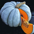Exotic Blue Pumpkin Seeds Packet | 10 Seeds | Blue Jarrahdale Variety | Cucurbita maxima