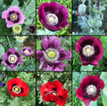 Non-GMO Poppy Seeds Breadseed Mixed Colors - Papaver somniferum, 1000 Seeds for Baking