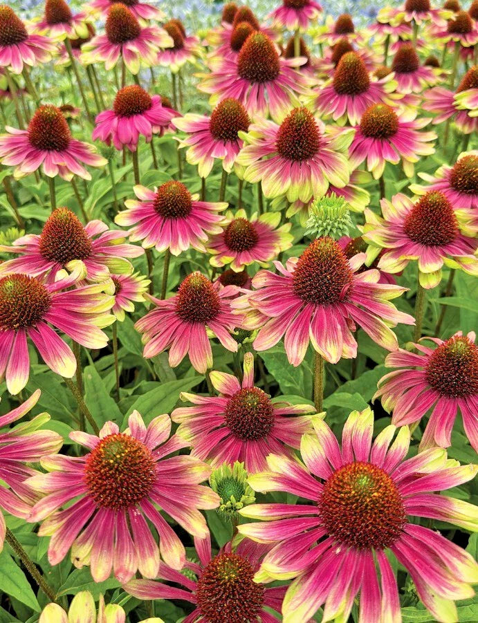 Echinacea Sweet Sandia Coneflower Starter Plants 2.25" Pot Perennial Echinacea Pollinator-Friendly Drought-Tolerant