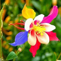 Columbine Seeds 100 Count Multicolor Non-GMO Aquilegia caerulea for Planting