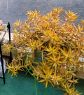 Coppertone Stonecrop Cuttings - 6 Sedum Adolphi Succulents - Vibrant Yellow-Orange Foliage for Indoor/Outdoor Gardening