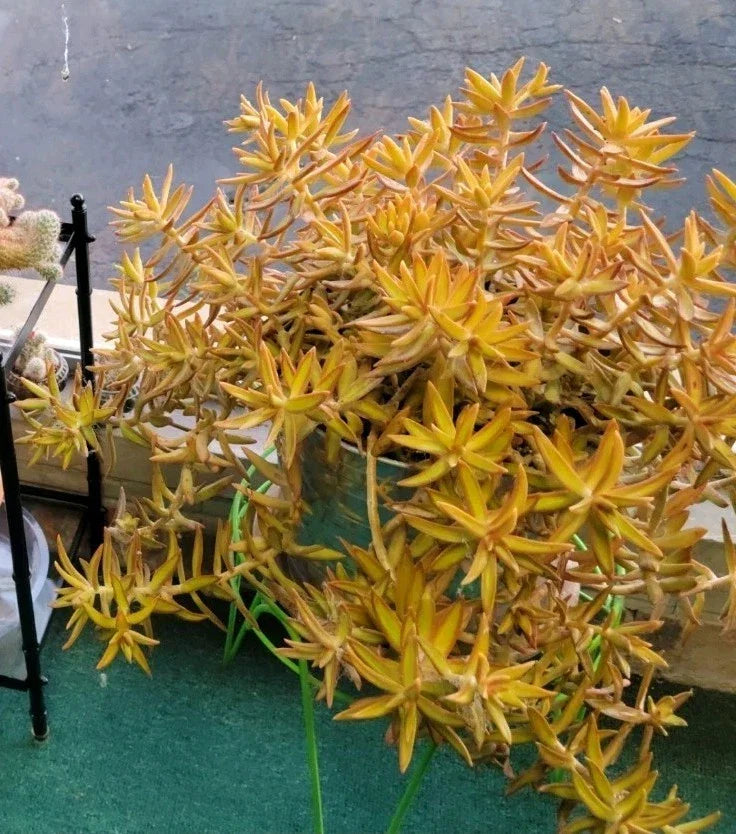 Coppertone Stonecrop Cuttings - 6 Sedum Adolphi Succulents - Vibrant Yellow-Orange Foliage for Indoor/Outdoor Gardening