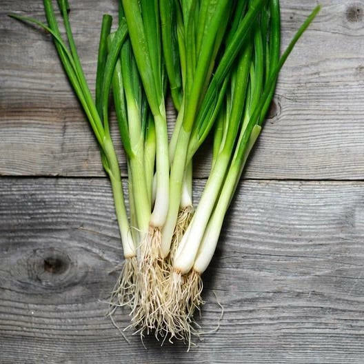 White Lisbon Green Bunching Onion Seeds - 200 Count, Scallion Seeds, Allium fistulosum
