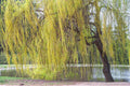 Golden Willow Tree Cuttings 10 Pack - Salix alba var. vitellina - Easy to Grow Hardwood Cuttings for Gardening