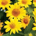 Heliopsis Seeds - 55 Perennial False Sunflower Seeds - GroCo USA - Easy-to-Grow Garden Plant