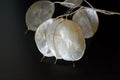 White Money Plant Seeds - 30 Seeds - Lunaria Biennis - Honesty Plant - Perennial Herb for Garden Planting