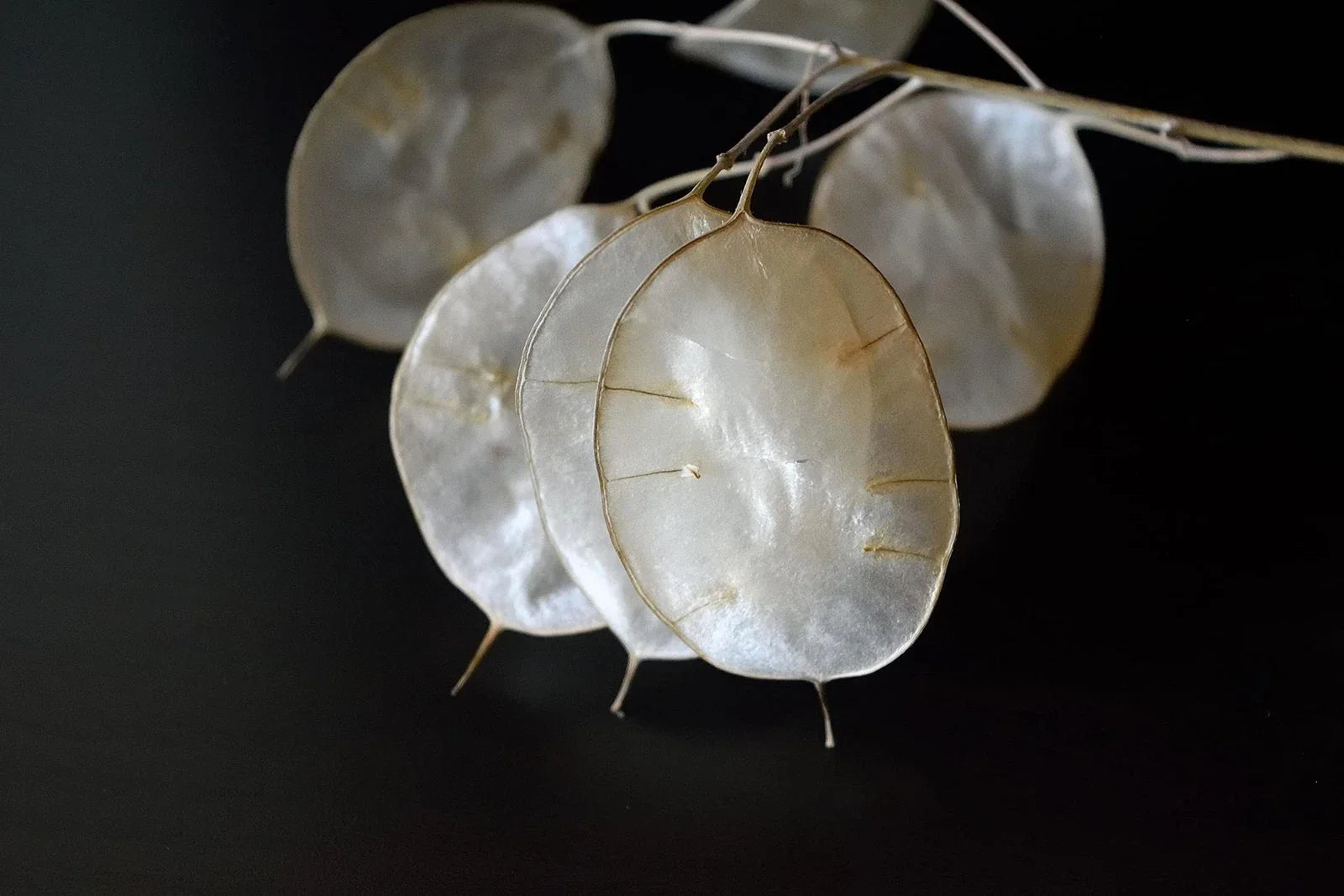 White Money Plant Seeds - 30 Seeds - Lunaria Biennis - Honesty Plant - Perennial Herb for Garden Planting