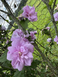 Fresh Cut Purple Double Rose of Sharon Flowers - Hibiscus syriacus - 5 Stems