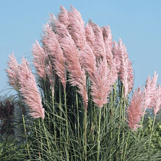 Pink Pampas Grass Seeds - 30 Organic Perennial Seeds - Cortaderia selloana - USA Grown - Free Shipping