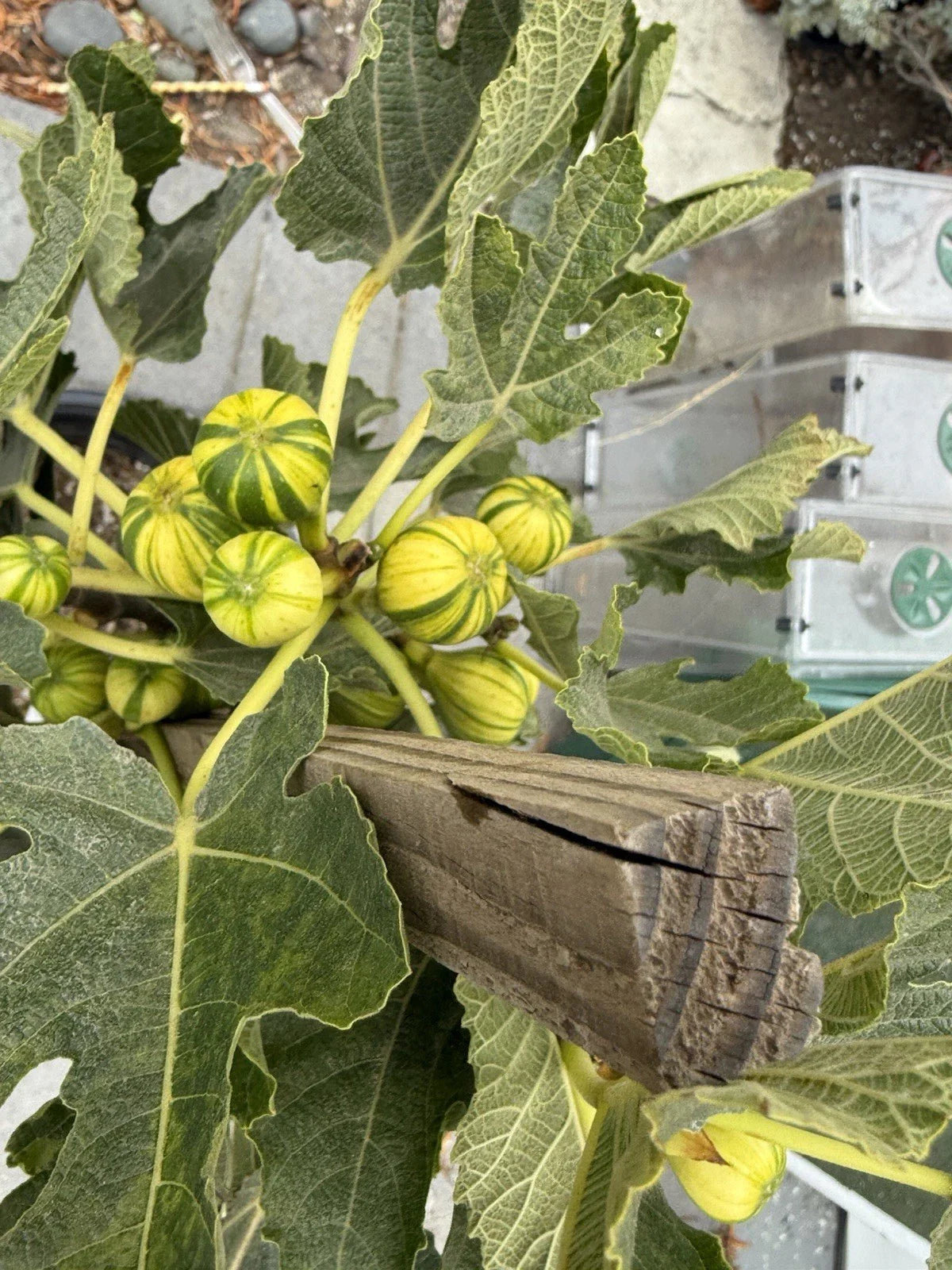 Panache Fig Live Plant - 5 Gallon - Fruit Bearing - Ficus carica 'Panache'