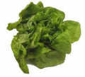 Heirloom Lettuce Seed Collection - 4 Top Varieties - Organic Vegetable Seeds for Home Garden - Non-GMO