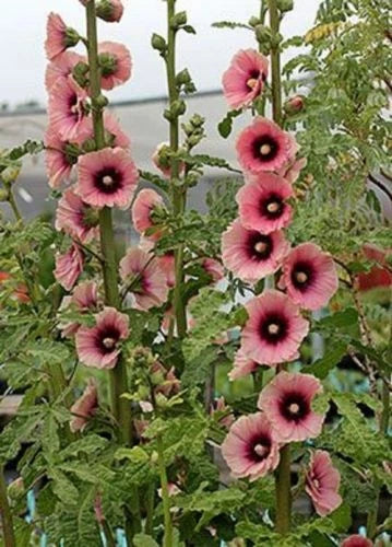 Dark Pink Hollyhock Seeds - 25 Perennial Flower Seeds - Alcea rosea - US Seller