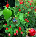 Turk's Cap Seeds - 10+ Sleepy Mallow, Wax Mallow - Malvaviscus arboreus - 10/2024 Fresh Seeds