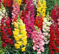 Snapdragon Flower Seeds - 5000+ Tall Mixed Colors - Antirrhinum majus - Garden Planting