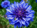Dwarf Blue Bachelor Button Seeds - 100+ Seeds - Beautiful Border Flower - Centaurea cyanus