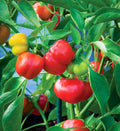 Pimento Sweet Mild Pepper Seeds | Non-GMO Heirloom | Fresh Garden Seeds | Capsicum annuum