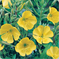 Evening Primrose Seeds 500+ Dwarf Yellow Flower Perennial (Oenothera biennis) - USA, Free Shipping