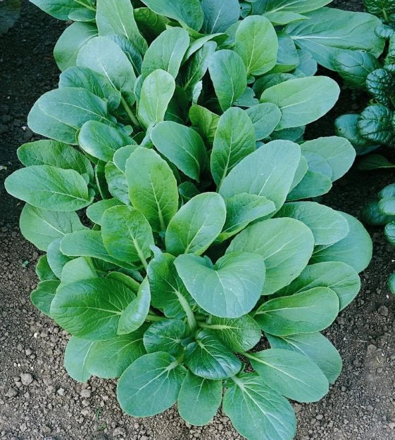 Tatsoi Black Night Seeds 500g - Asian Mustard Microgreens, High Vitamin, Brassica rapa subsp. nipposinica