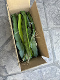 Dragon Fruit Cuttings 8-14 Inches Long, Unknown Variety, Hylocereus spp.