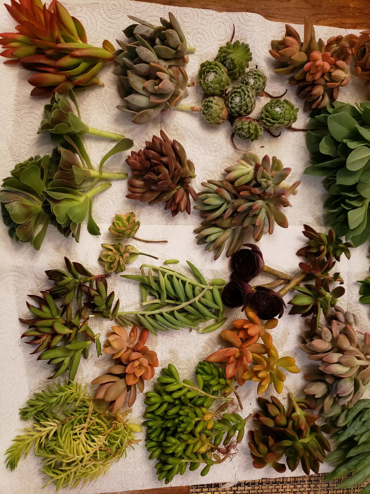 Premium Set - 60 X-Large Succulent Cuttings - 40 Different Varietals - Ideal for Gardening and Plant Decor