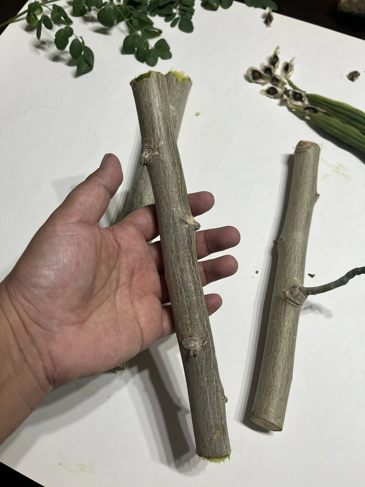 Organic Moringa Oleifera Cuttings - 6 Pack, 8-10 Inches, Nutrient-Rich Superfood Plant for Home Gardening